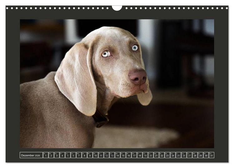 Produktbild: Weimaraner - Ein Welpenjahr (Wandkalender 2026 DIN A3 quer), CALVENDO Monatskalender