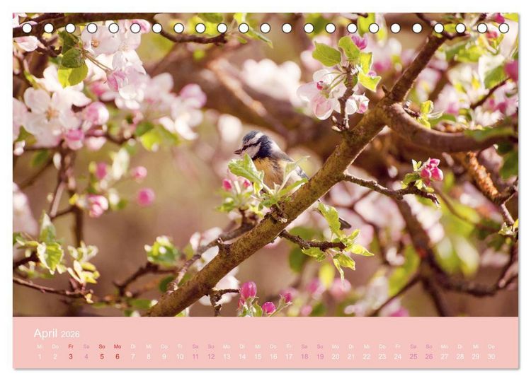 Produktbild: Zeitenwandel - Ein Jahr in der Natur (Tischkalender 2026 DIN A5 quer), CALVENDO Monatskalender