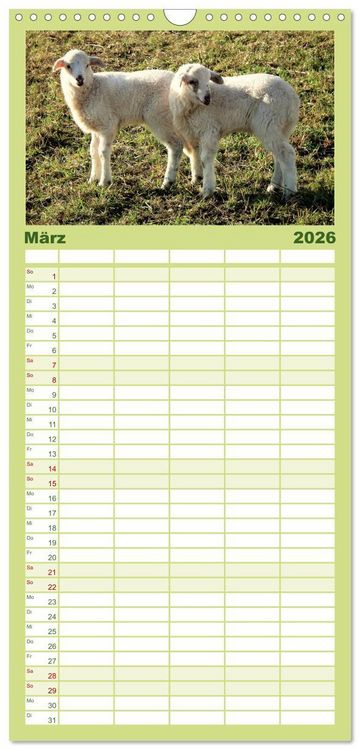 Produktbild: Familienplaner 2026 - Sch&auml;fchen z&auml;hlen - mit Schafen durchs Jahr mit 5 Spalten (Wandkalender, 21 x 45 cm) CALVENDO