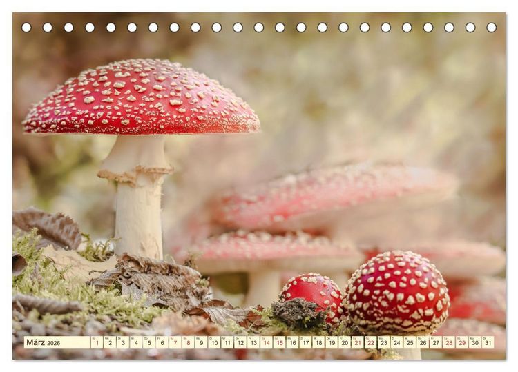 Produktbild: Die Welt der Fliegenpilze (Tischkalender 2026 DIN A5 quer), CALVENDO Monatskalender