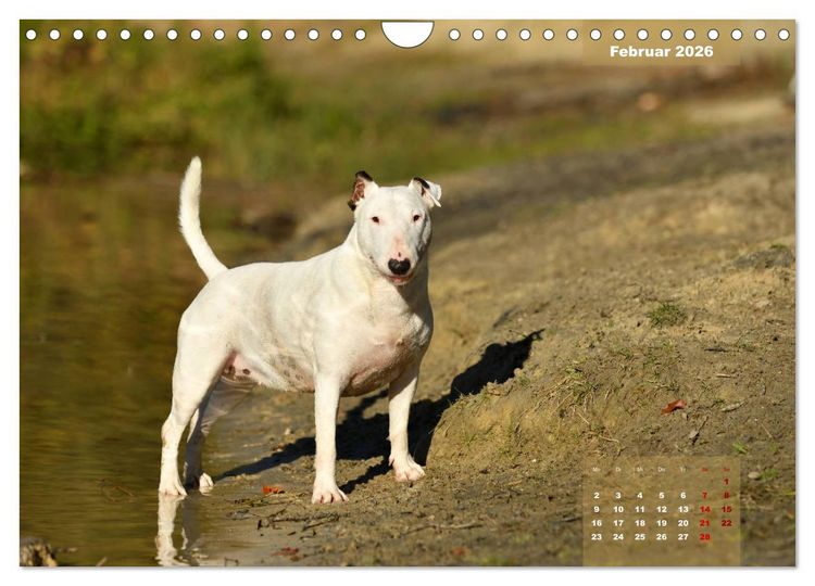 Produktbild: Bullterrier 2026 Frech und fr&ouml;hlich durch das Jahr (Wandkalender 2026 DIN A4 quer), CALVENDO Monatskalender