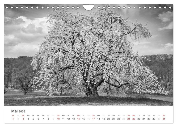 Produktbild: B&auml;ume - Natursch&ouml;nheiten in schwarz-wei&szlig; (Wandkalender 2026 DIN A4 quer), CALVENDO Monatskalender