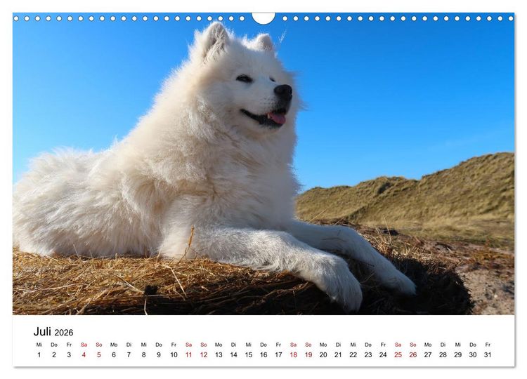 Produktbild: Ein Samojede am Meer (Wandkalender 2026 DIN A3 quer), CALVENDO Monatskalender