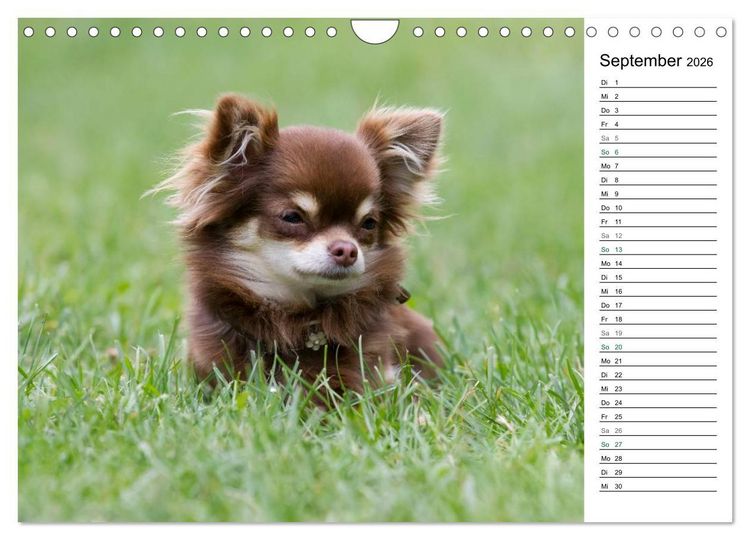 Produktbild: Chihuahuas - kleine Herzensbrecher (Wandkalender 2026 DIN A4 quer), CALVENDO Monatskalender