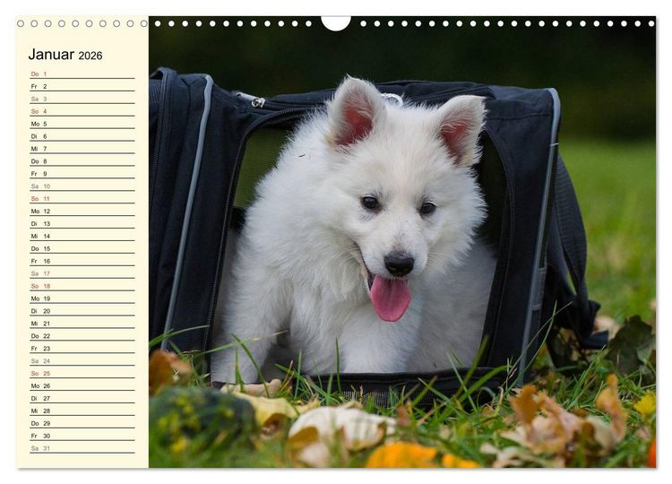 Produktbild: Wei&szlig;er Schweizer Sch&auml;ferhund - Ein Tag im Leben einer Hundefamilie (Wandkalender 2026 DIN A3 quer), CALVENDO Monatskalender