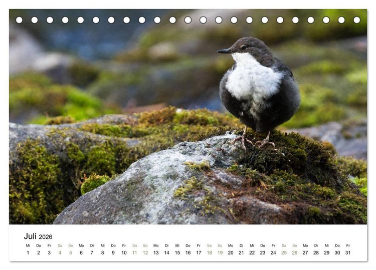 Produktbild: Einblick-Natur: Finnland nat&uuml;rlich (Tischkalender 2026 DIN A5 quer), CALVENDO Monatskalender