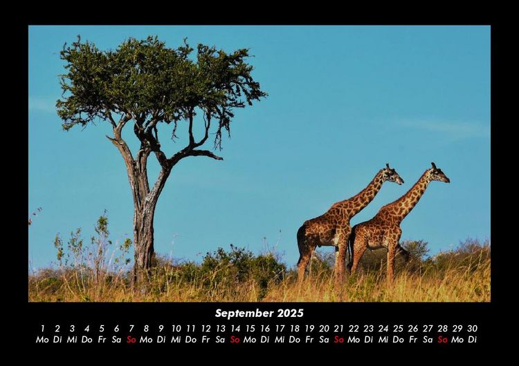 Produktbild: Giraffen 2025 Fotokalender DIN A3