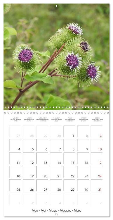Produktbild: Habitat Forest (Wall Calendar 2026 12 &times; 12 Inch) CALVENDO 12 Month Wall Calendar