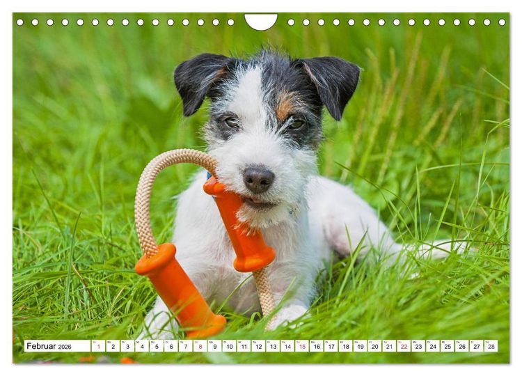 Produktbild: 100000 Volt auf vier Pfoten - Jack und Parson Russell Terrier (Wandkalender 2026 DIN A4 quer), CALVENDO Monatskalender