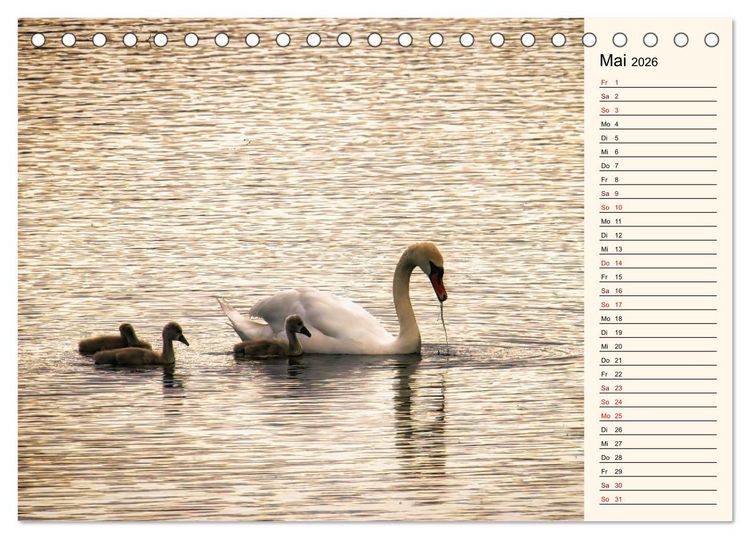Produktbild: Schwanenzauber (Tischkalender 2026 DIN A5 quer), CALVENDO Monatskalender