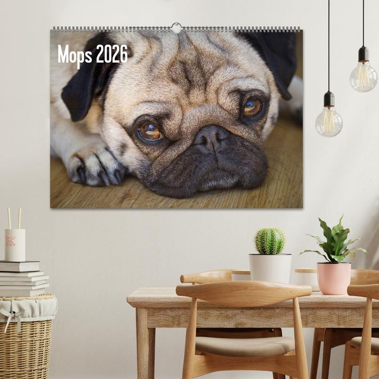 Produktbild: Mops 2026 (Wandkalender 2026 DIN A2 quer), CALVENDO Monatskalender