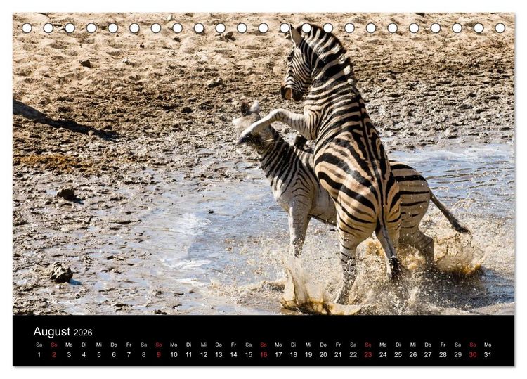 Produktbild: Zebras - Faszination der Streifen (Tischkalender 2026 DIN A5 quer), CALVENDO Monatskalender