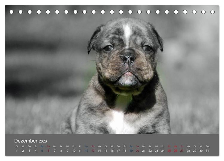 Produktbild: Bulldoggen-Zwerge (Tischkalender 2026 DIN A5 quer), CALVENDO Monatskalender