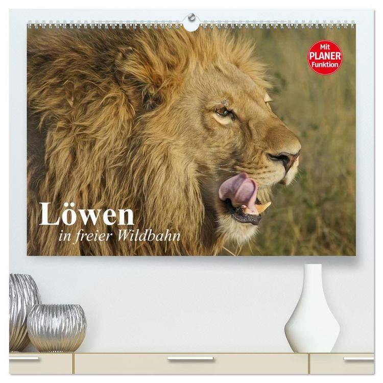 Produktbild: L&ouml;wen in freier Wildbahn (hochwertiger Premium Wandkalender 2026 DIN A2 quer), Kunstdruck in Hochglanz