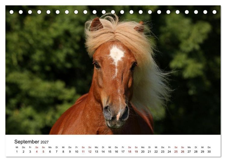 Produktbild: Pferde - im Galopp durch's Jahr 2027 (Tischkalender 2027 DIN A5 quer), CALVENDO Monatskalender