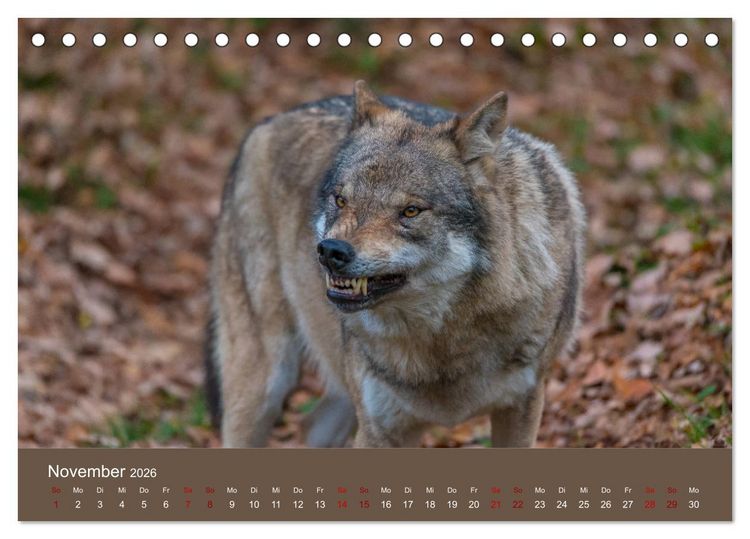 Produktbild: unter W&ouml;lfen (Tischkalender 2026 DIN A5 quer), CALVENDO Monatskalender