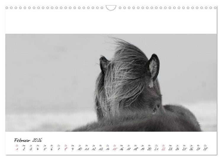 Produktbild: Islandpferde von Brimilsvellir (Wandkalender 2026 DIN A3 quer), CALVENDO Monatskalender