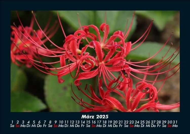 Produktbild: Blumenzauber 2025 Fotokalender DIN A5