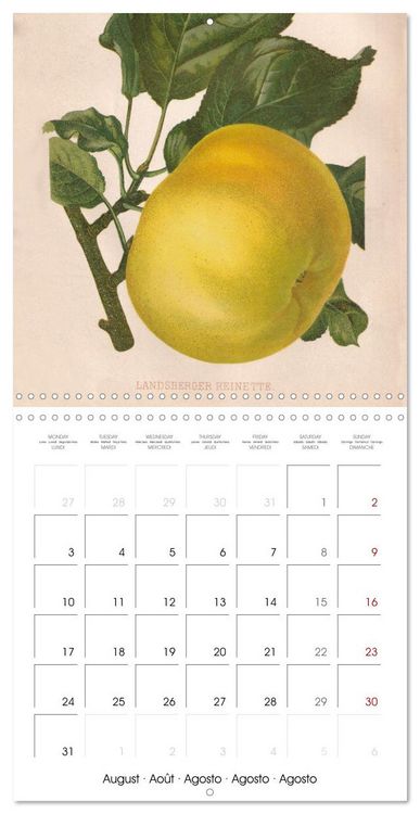 Produktbild: Art & Pomology - Apples 2026 (Wall Calendar 2026 12 &times; 12 Inch) CALVENDO 12 Month Wall Calendar