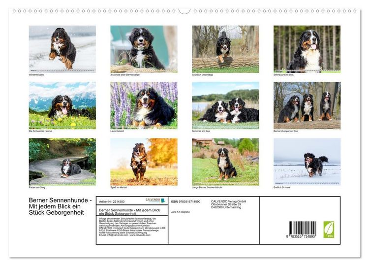 Produktbild: Berner Sennenhunde - Mit jedem Blick ein St&uuml;ck Geborgenheit (hochwertiger Premium Wandkalender 2026 DIN A2 quer), Kunstdruck in Hochglanz