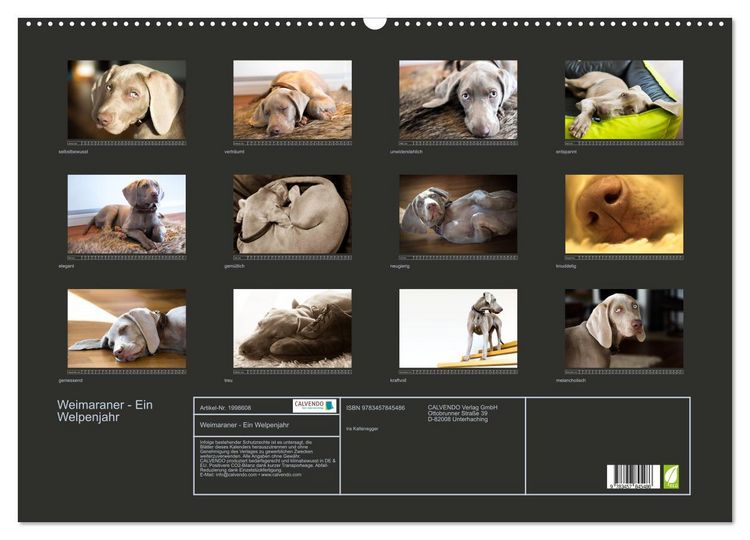 Produktbild: Weimaraner - Ein Welpenjahr (Wandkalender 2026 DIN A2 quer), CALVENDO Monatskalender