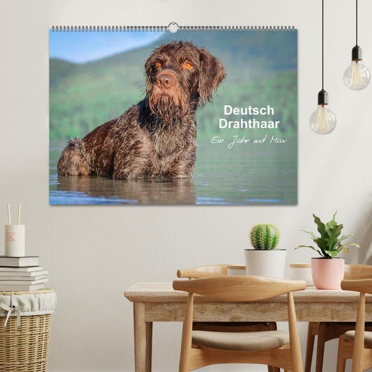 Produktbild: Deutsch Drahthaar - Ein Jahr mit Max (Wandkalender 2026 DIN A2 quer), CALVENDO Monatskalender