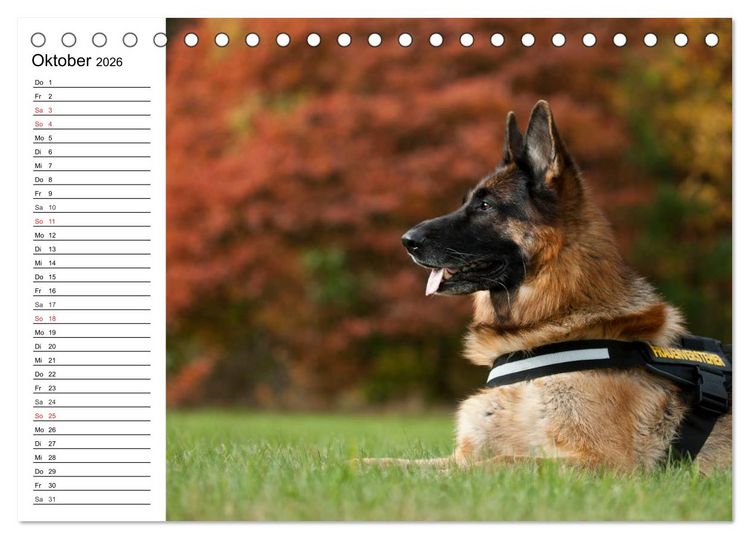 Produktbild: Deutsche Sch&auml;ferhunde - Liebenswerte Graunasen (Tischkalender 2026 DIN A5 quer), CALVENDO Monatskalender