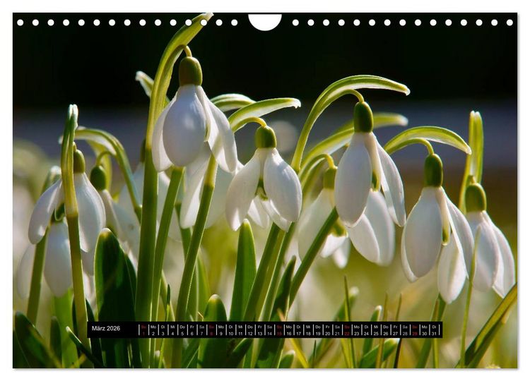 Produktbild: Bl&uuml;ten-Zauber am Wegesrand 2026 (Wandkalender 2026 DIN A4 quer), CALVENDO Monatskalender