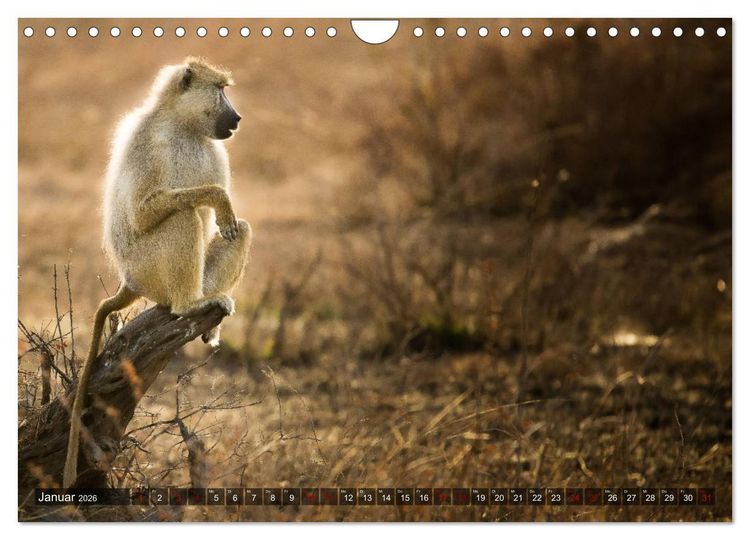 Produktbild: Safari in Tansania (Wandkalender 2026 DIN A4 quer), CALVENDO Monatskalender