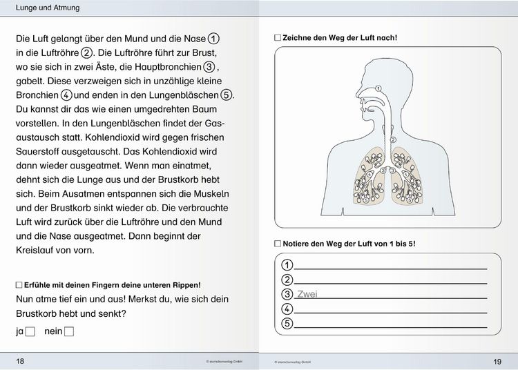 Produktbild: Ich kenne meinen K&ouml;rper - 3 Arbeitshefte im Set
