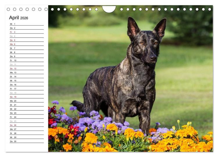 Produktbild: ausdrucksvolle Holl&auml;ndische Sch&auml;ferhunde (Wandkalender 2026 DIN A4 quer), CALVENDO Monatskalender