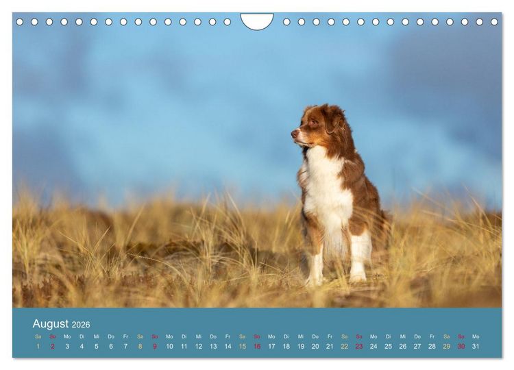 Produktbild: Mit Aussies unterwegs - Die bunte Welt der Australian Shepherds (Wandkalender 2026 DIN A4 quer), CALVENDO Monatskalender