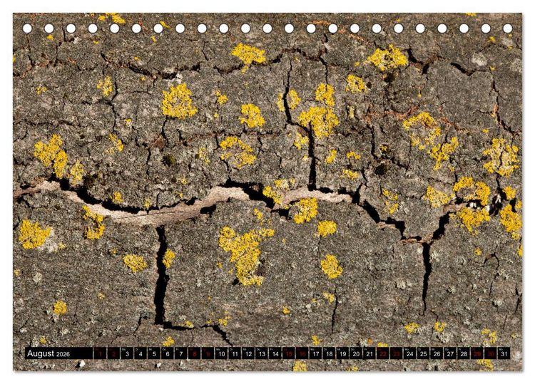 Produktbild: Rotbuchen (Tischkalender 2026 DIN A5 quer), CALVENDO Monatskalender