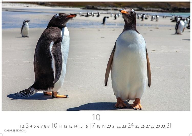 Produktbild: Pinguine Kalender 2027 &ndash; Wandkalender | Fotokalender Tierkalender 24x35cm | . mit niedlichen Pinguin-Motiven im antarktischen Lebensraum.