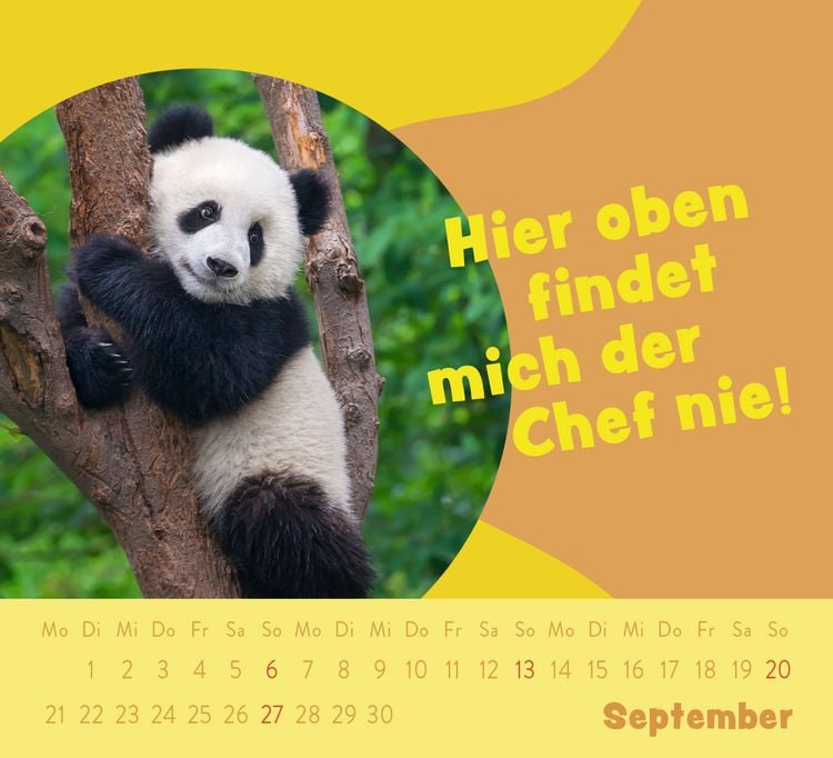 Produktbild: Mini-Kalender 2026: Der kleine Tierisch gechillt! Kalender