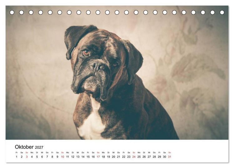 Produktbild: Deutscher Boxer (Tischkalender 2027 DIN A5 quer), CALVENDO Monatskalender