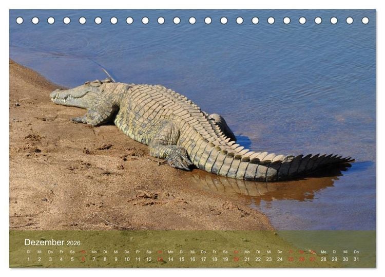 Produktbild: Alligatoren und Co. (Tischkalender 2026 DIN A5 quer), CALVENDO Monatskalender