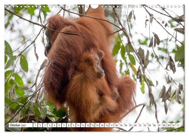 Produktbild: Orang-Utans - Menschen des Regenwaldes (Wandkalender 2027 DIN A3 quer), CALVENDO Monatskalender