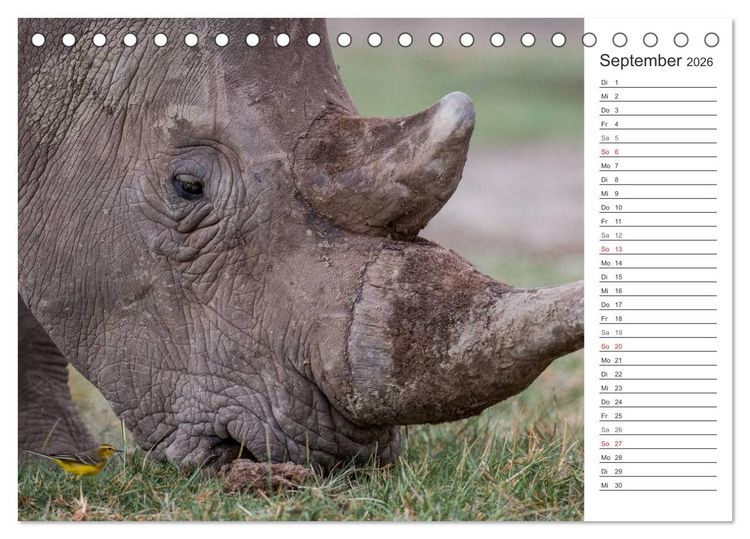 Produktbild: Emotionale Momente: Nash&ouml;rner (Tischkalender 2026 DIN A5 quer), CALVENDO Monatskalender