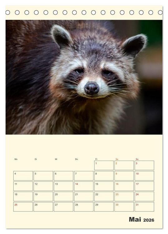 Produktbild: Drolliger Waschb&auml;r (Tischkalender 2026 DIN A5 hoch), CALVENDO Monatskalender