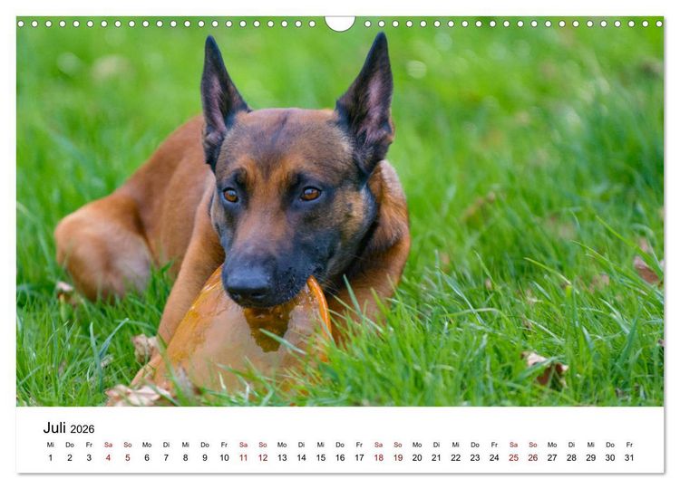 Produktbild: Malinois - Wahnsinn auf vier Pfoten (Wandkalender 2026 DIN A3 quer), CALVENDO Monatskalender