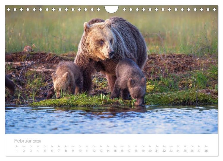 Produktbild: Braunb&auml;ren - pelzige Riesen in Finnlands W&auml;ldern (Wandkalender 2026 DIN A4 quer), CALVENDO Monatskalender