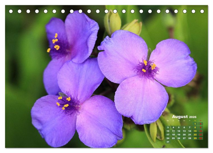 Produktbild: Sommerliche Bl&uuml;tentr&auml;ume (Tischkalender 2026 DIN A5 quer), CALVENDO Monatskalender