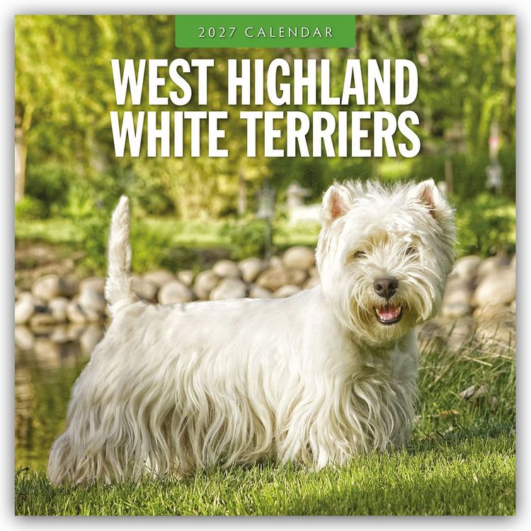 Produktbild: West Highland White Terriers &ndash; West Highland White Terrier &ndash; Westie 2027 &ndash; 16-Monatskalender