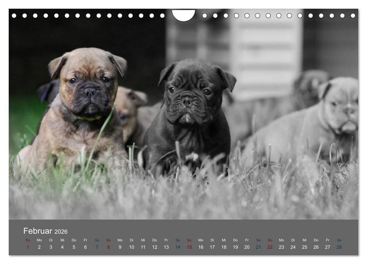 Produktbild: Bulldoggen-Zwerge (Wandkalender 2026 DIN A4 quer), CALVENDO Monatskalender