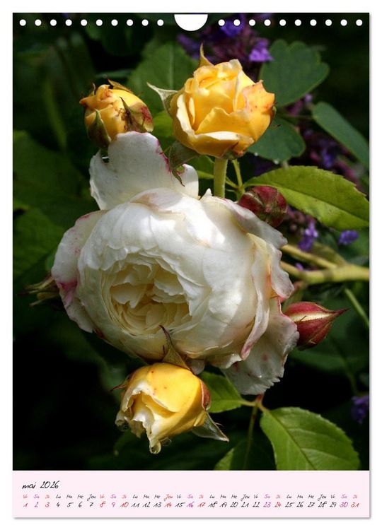 Produktbild: Une f&ecirc;te des roses (Calendrier mural 2026 DIN A4 horizontal), CALVENDO calendrier mensuel