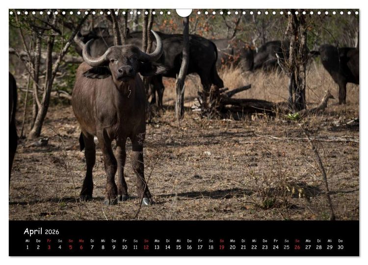 Produktbild: Tier-Momente in Afrika (Wandkalender 2026 DIN A3 quer), CALVENDO Monatskalender