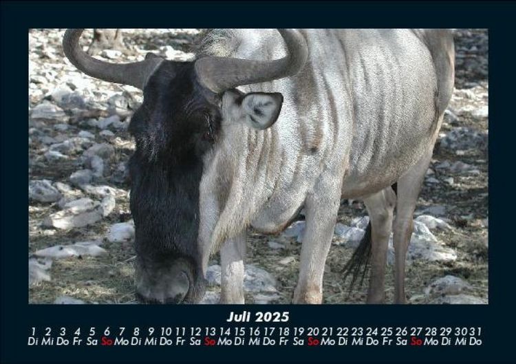 Produktbild: Welt der Tiere 2025 Fotokalender DIN A5