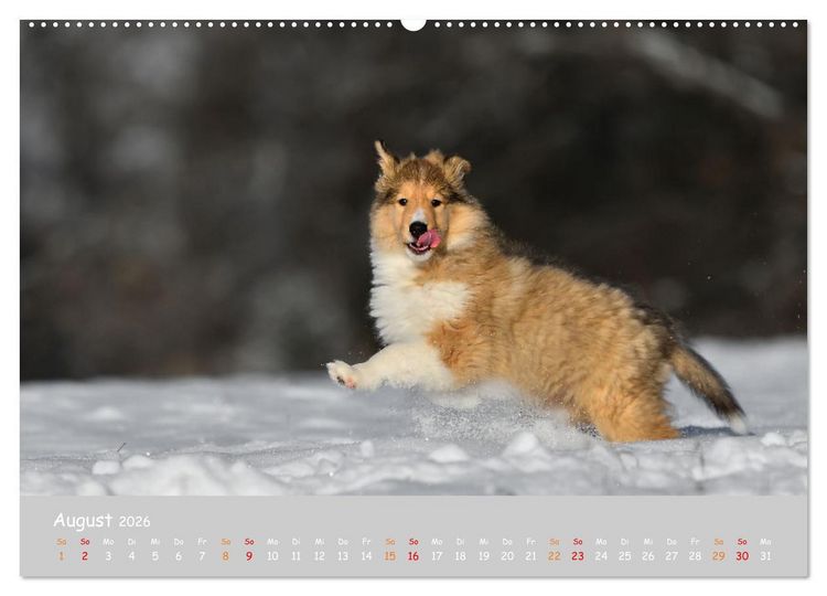 Produktbild: Collie Welpen im Schnee (Wandkalender 2026 DIN A2 quer), CALVENDO Monatskalender