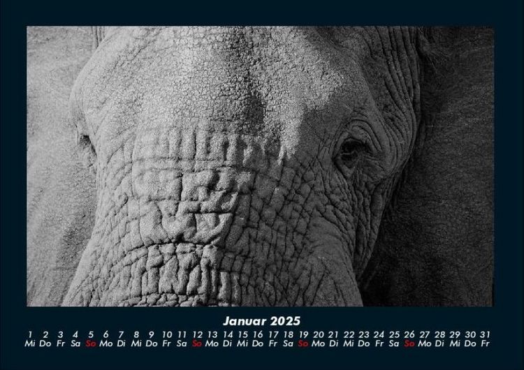 Produktbild: Elefanten - Die sanften Riesen Afrikas 2025 Fotokalender DIN A4
